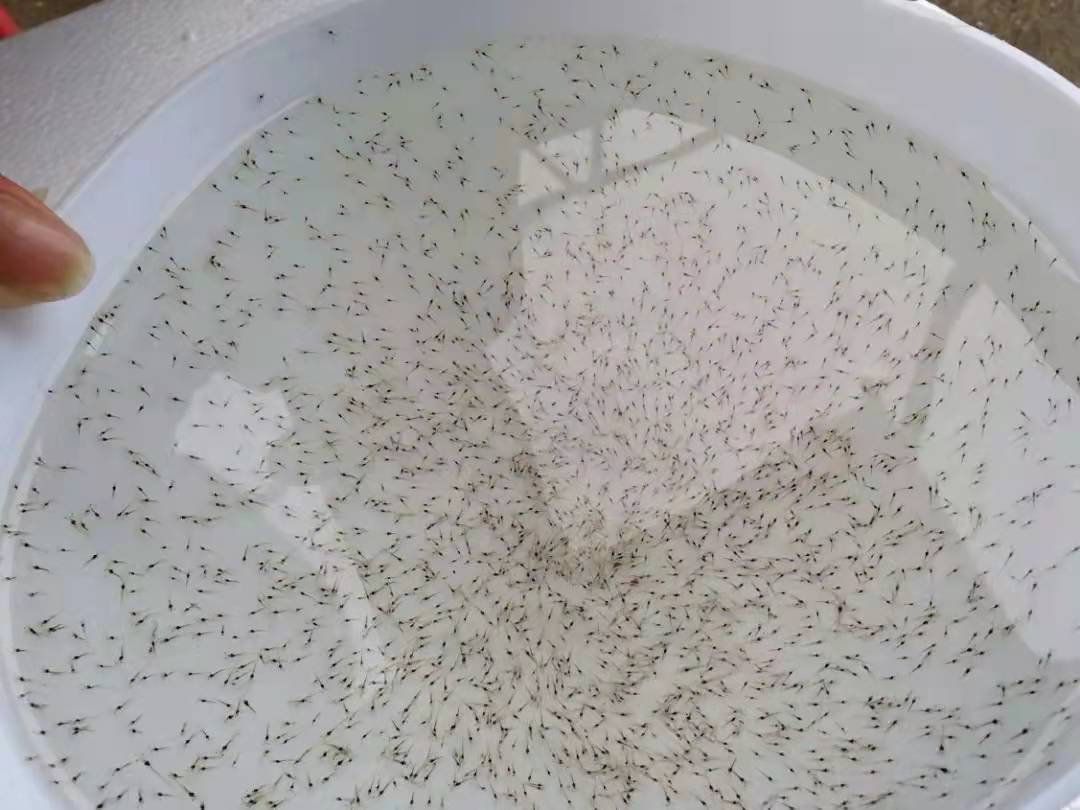 对虾养殖